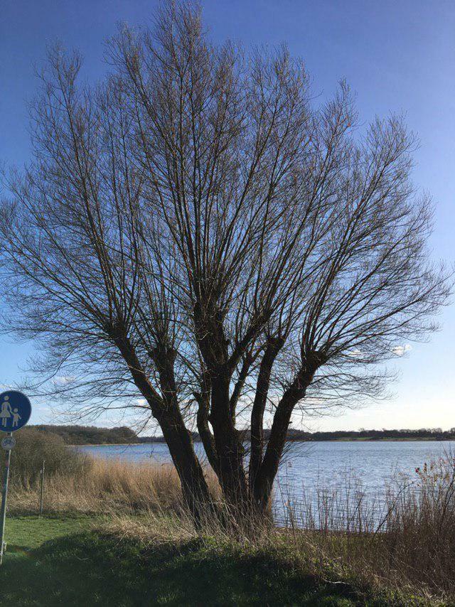 Ferienwohnung Am Noor Nahe Schleswig Und Dem Wikingerdorf Haithabu Fahrdorf  Dış mekan fotoğraf